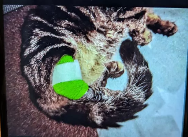 主人忘了带小猫去看兽医,小猫不得不截肢